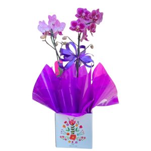 IMG-20241120-WA0091-Photoroom