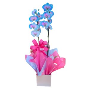 IMG-20241120-WA0094-Photoroom