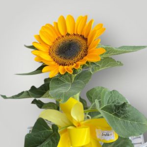 Imagem do WhatsApp de 2024-11-20 à(s) 14.18.13_3215f7db